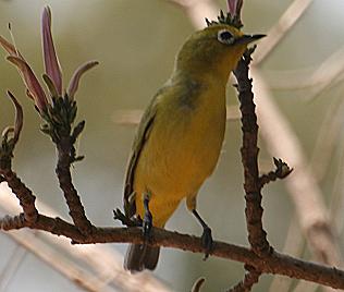 Somali Brillenvogel, zosterops abyssinicus flavilateralis